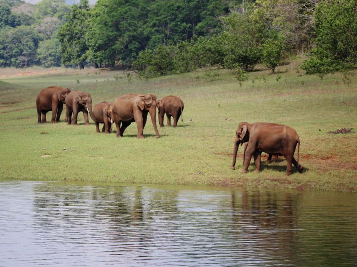Thekkady wildlife